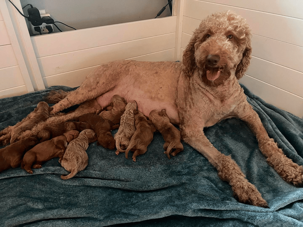 Goldendoodle Puppies for sale in Oregon