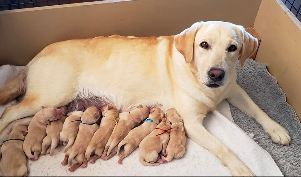 Labrador Retriever Puppies in Arizona