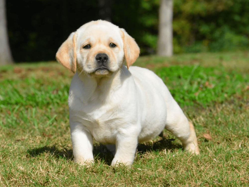 Razzle Dazzle Labradors