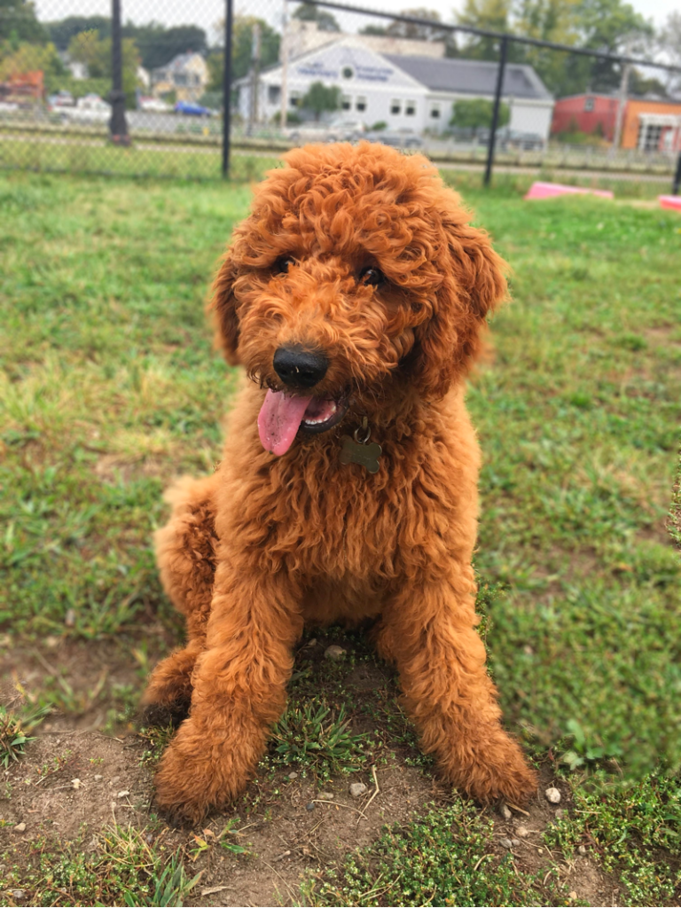 Red Goldendoodle