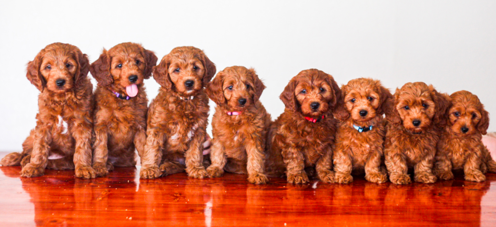 Red Goldendoodle Puppies