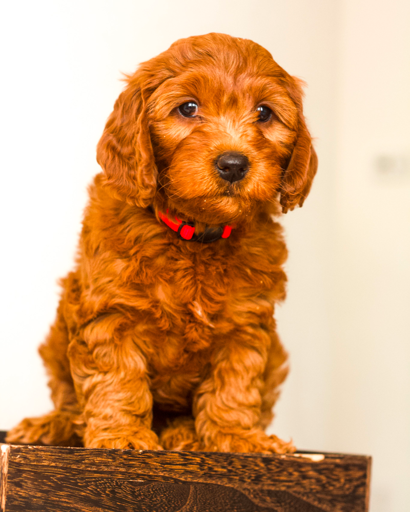 Red Goldendoodle Puppy