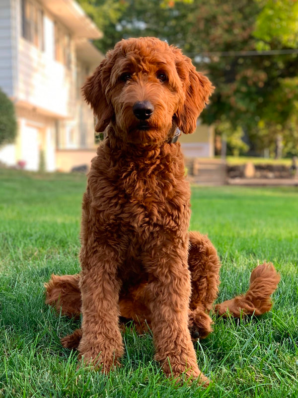 Red Goldendoodle Training