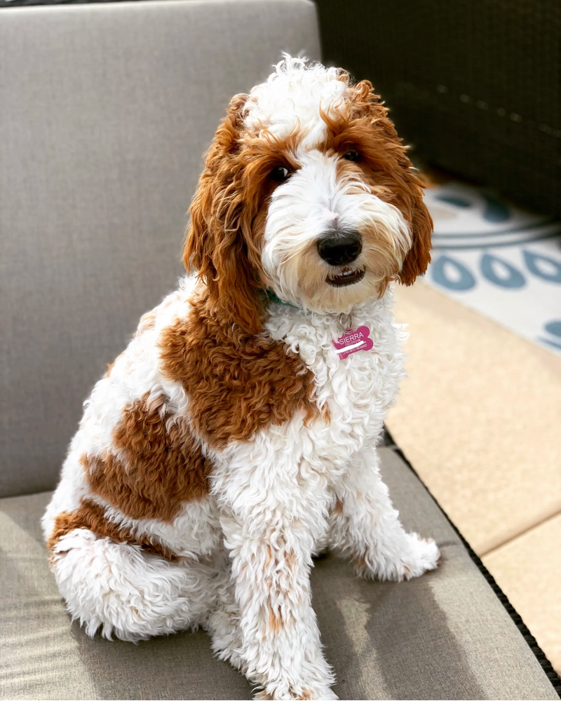 Red Parti Goldendoodle