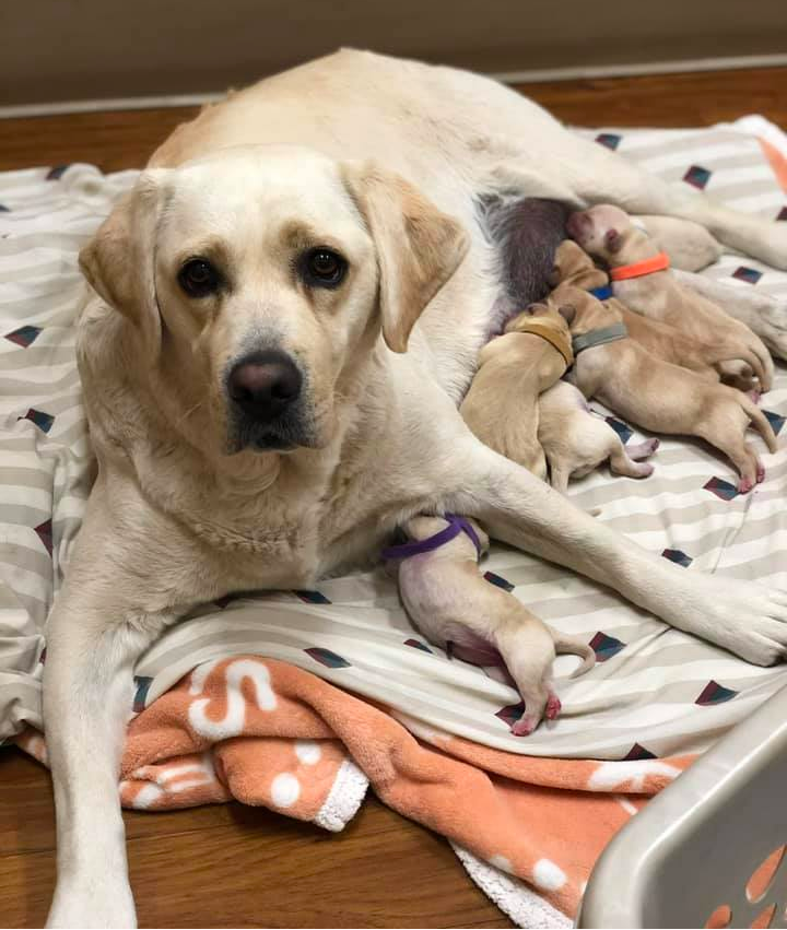 Labrador Retriever Puppies in Utah