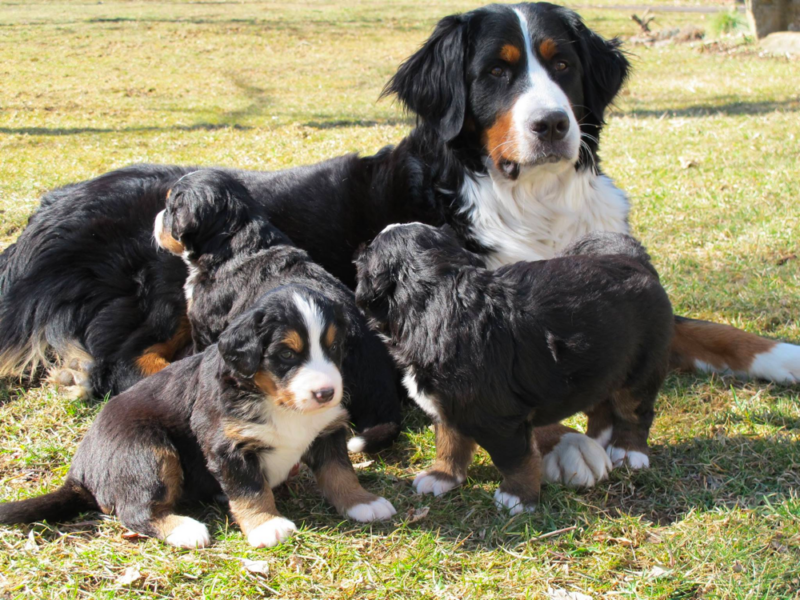 Top 9 Best Bernese Mountain Dog Breeders in Pennsylvania (PA)