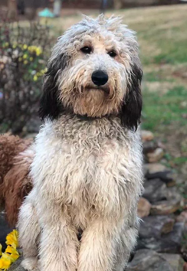 Sable Goldendoodle