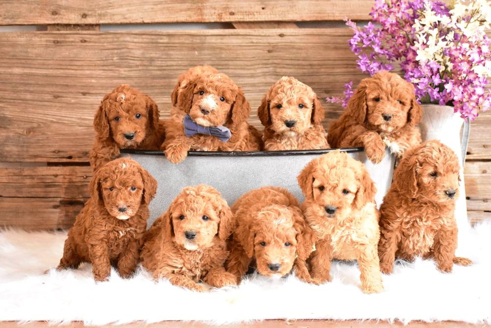Goldendoodle Puppies in Missouri