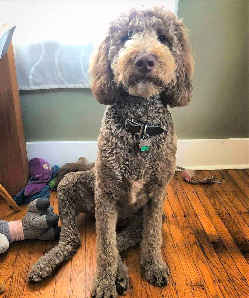 Silver Beige Goldendoodle