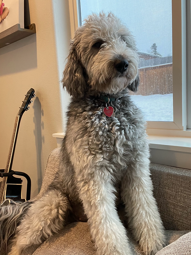 Silver Goldendoodle