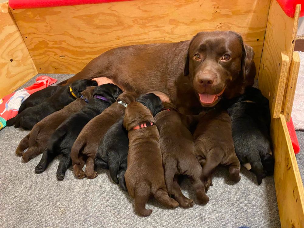 Labradors Puppies for sale Arizona