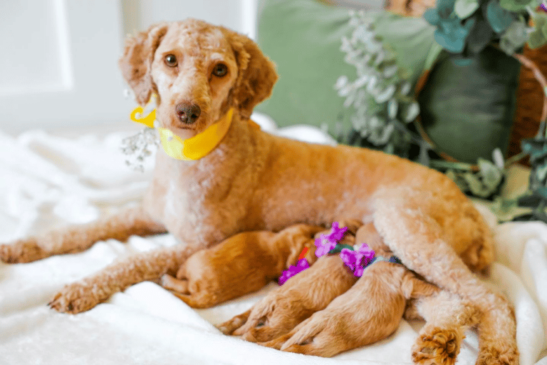 Top 12 Best Goldendoodle Breeders in Alabama (AL)