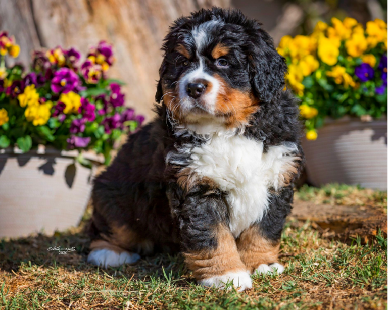 Top 10 Best Bernese Mountain Dog Breeders in California (CA)