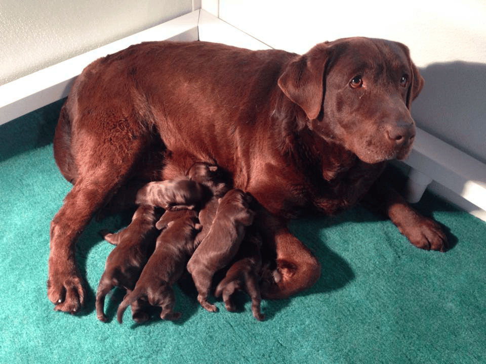 Chocolate Labrador Retriever Puppies in Maryland