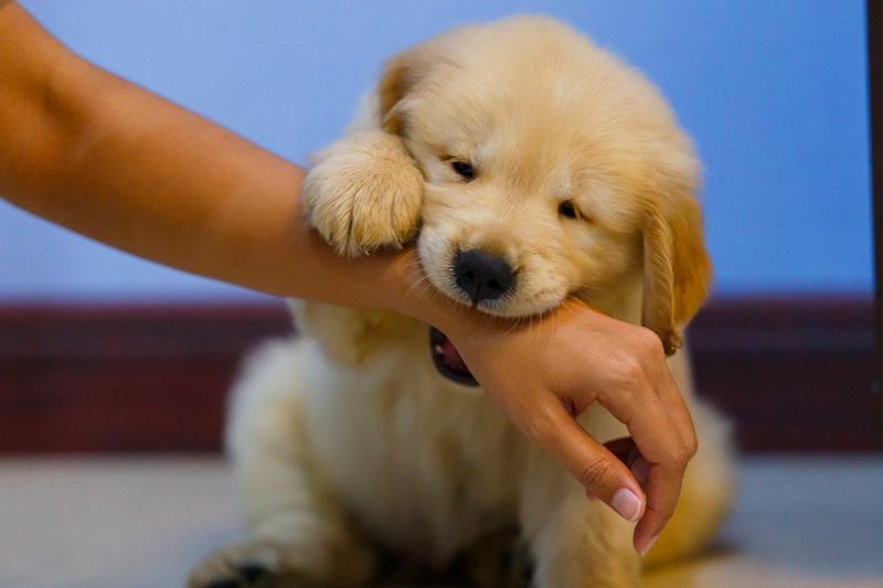 How to Stop Your Golden Retriever Puppy From Biting