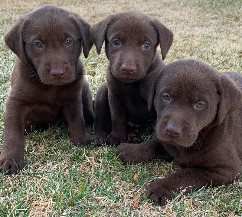 Chocolate Labrador Puppies in Utah