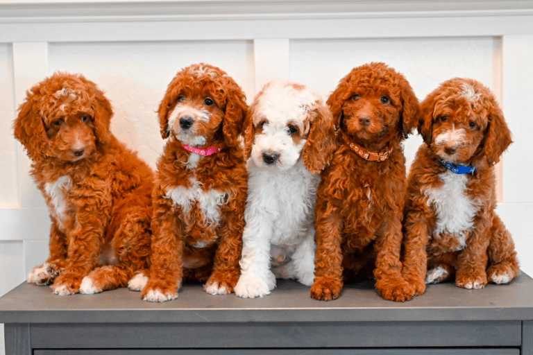 Top 11 Best Goldendoodle Breeders in Arizona (AZ)