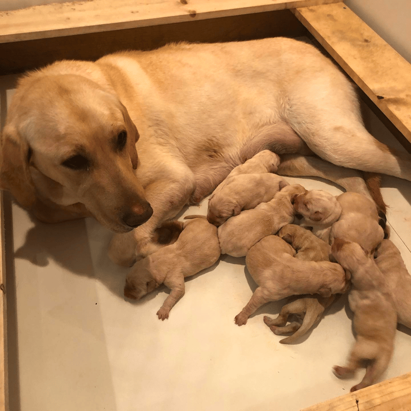 Sunnyview Labradors Oregon