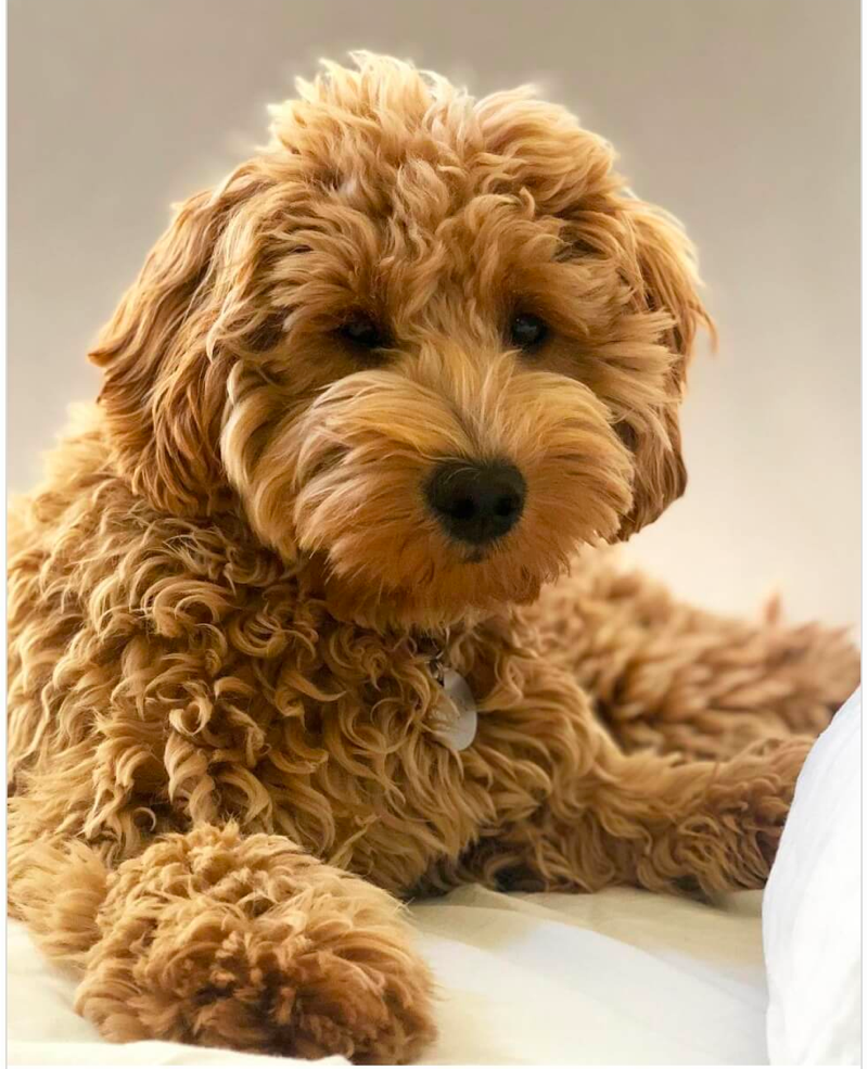 Tan Goldendoodle