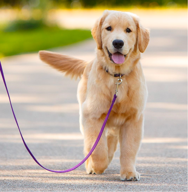 How to Train Your Golden Retriever to “Walk Nice” on A Leash