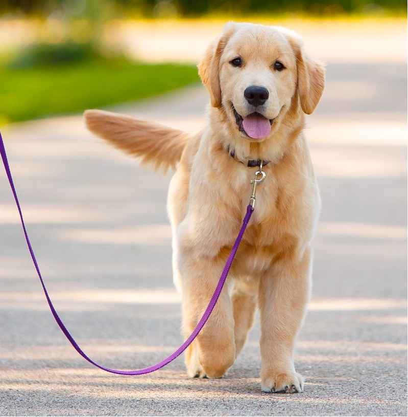 Train Golden Retriever walk on leash