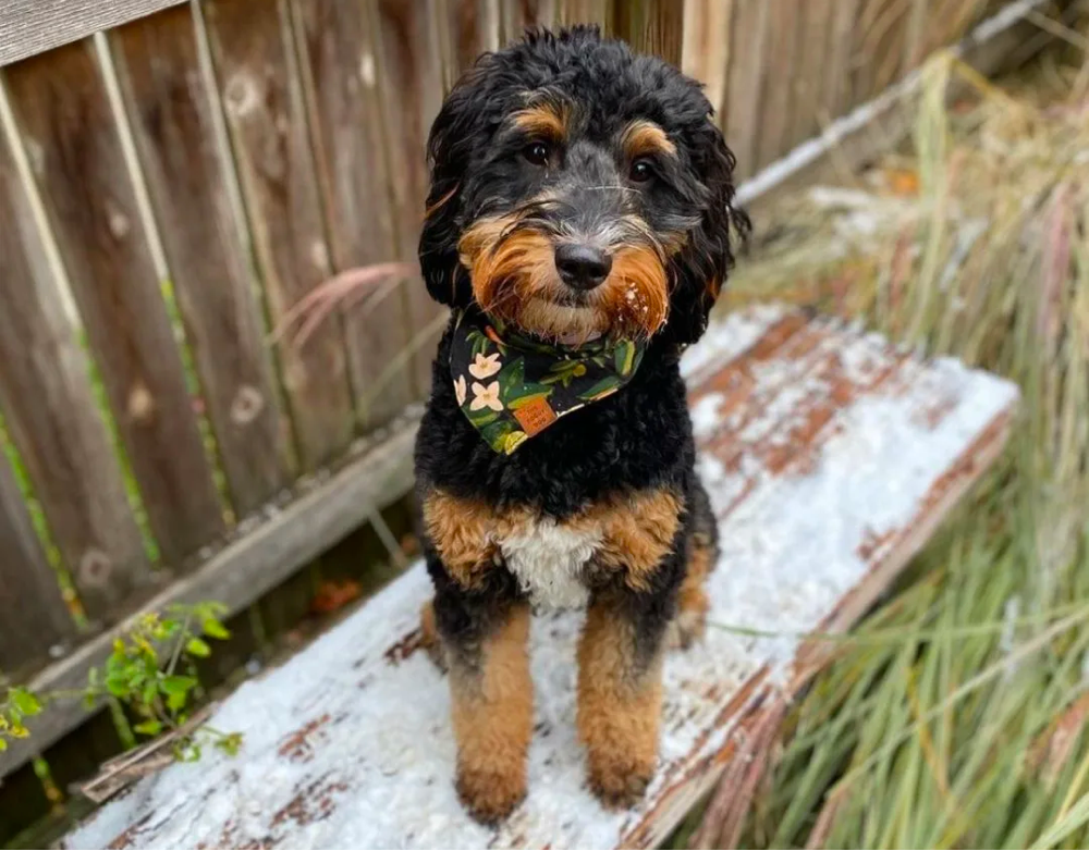 Tri-color Goldendoodle