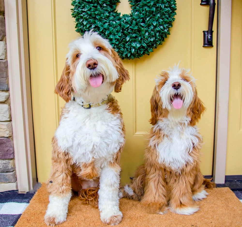 Tuxedo Goldendoodle