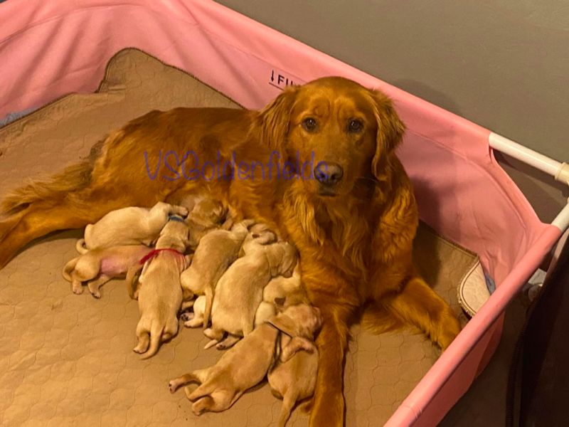 Top 10 Best Golden Retriever Breeders in Montana (MT)