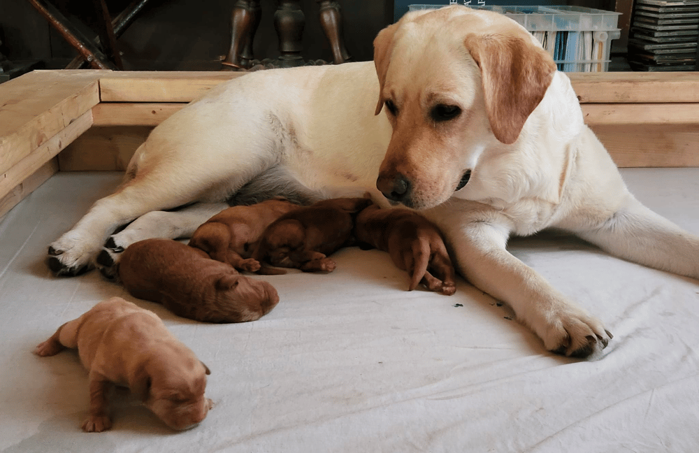 Labrador Breeders in Vermont