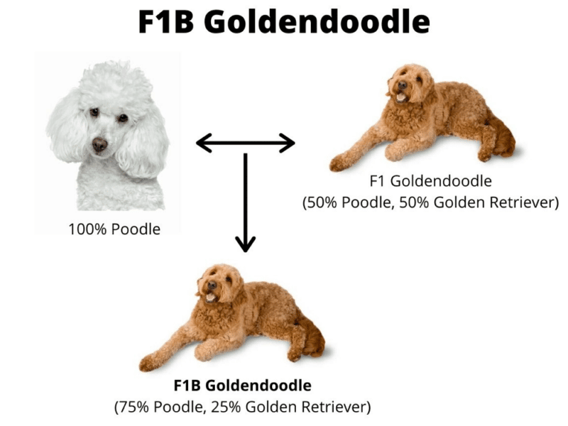 What is f1b goldendoodle