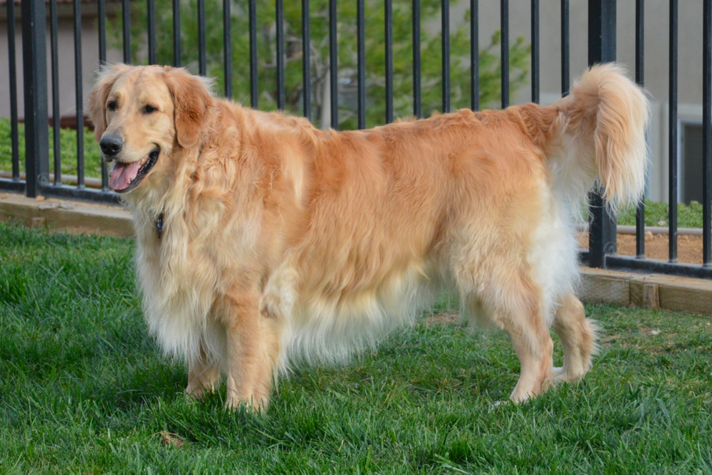 What Are the Development Stages of a Golden Retrievers Coat?