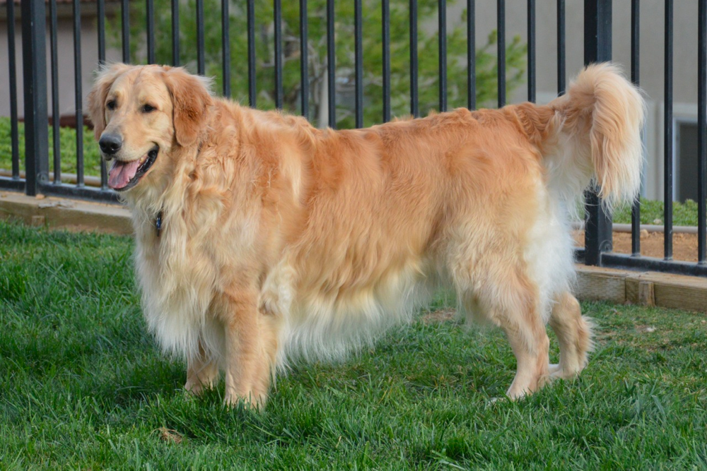 how to trim golden retriever tail feathers