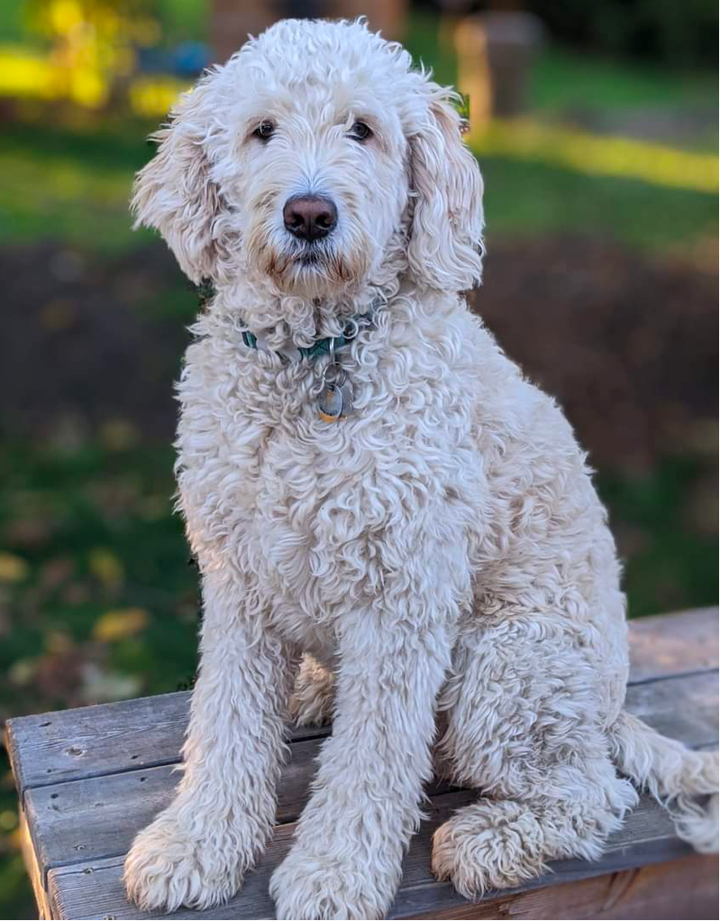 White Goldendoodle