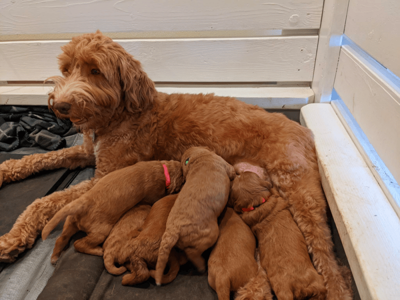 Top 9 Best Goldendoodle Breeders in Oregon (OR)