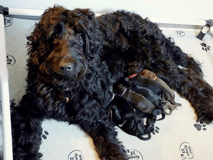black goldendoodle puppies