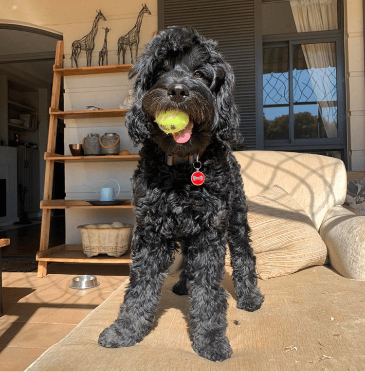 black miniature goldendoodle