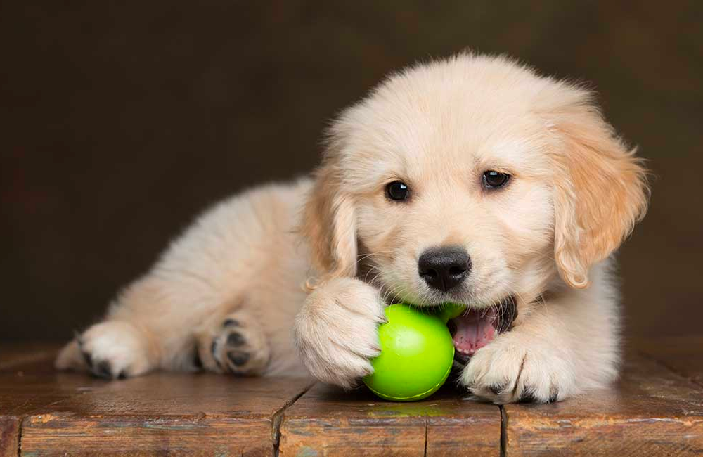 chew toys for golden retriever puppy