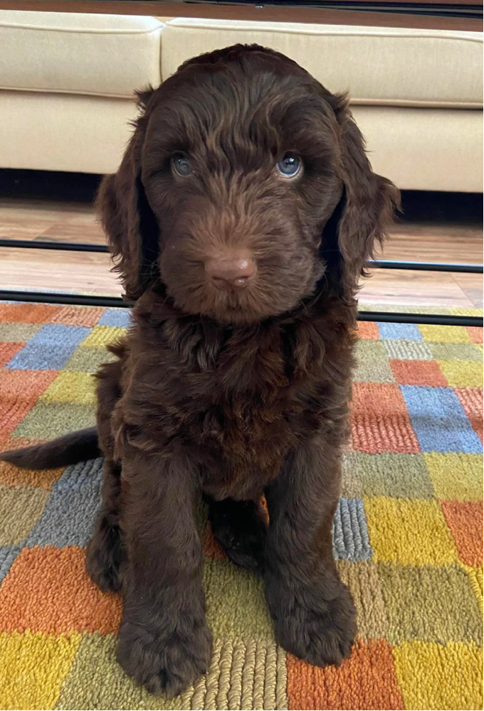 chocolate goldendoodle puppy