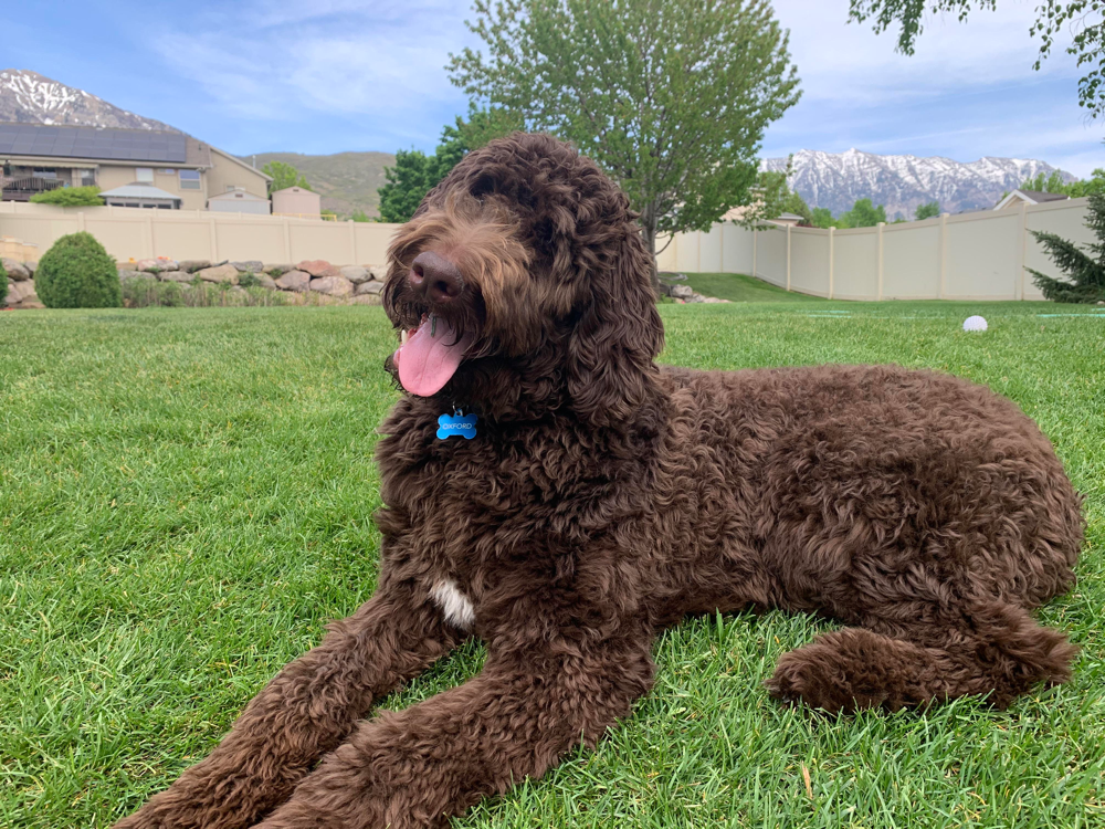 Chocolate Goldendoodle Puppies