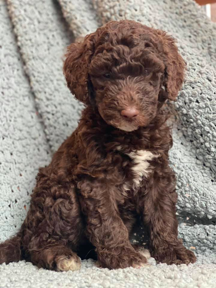 Medium Chocolate Goldendoodle