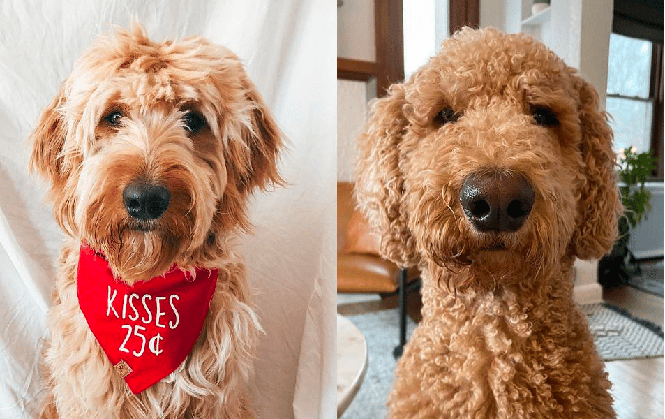 What Is The Difference Between An F1 And F1b Goldendoodle