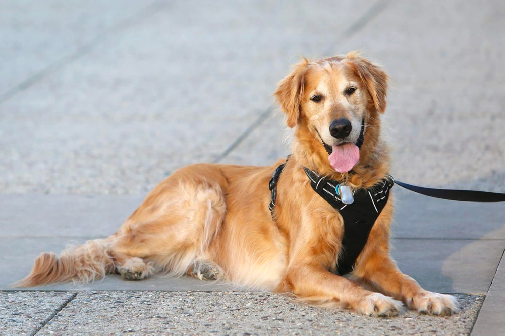 front clip harness for golden retriever