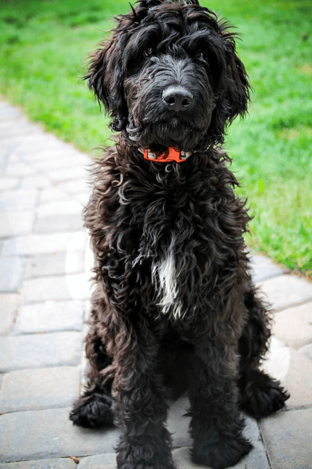 full grown black goldendoodle