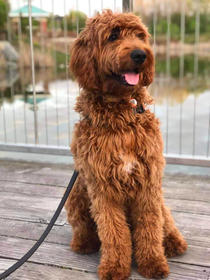full grown red goldendoodle