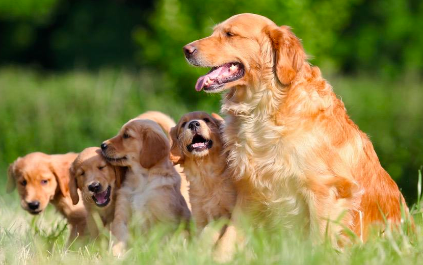 golden retriever coat stages