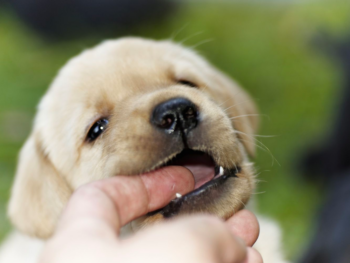 golden retriever puppy biting