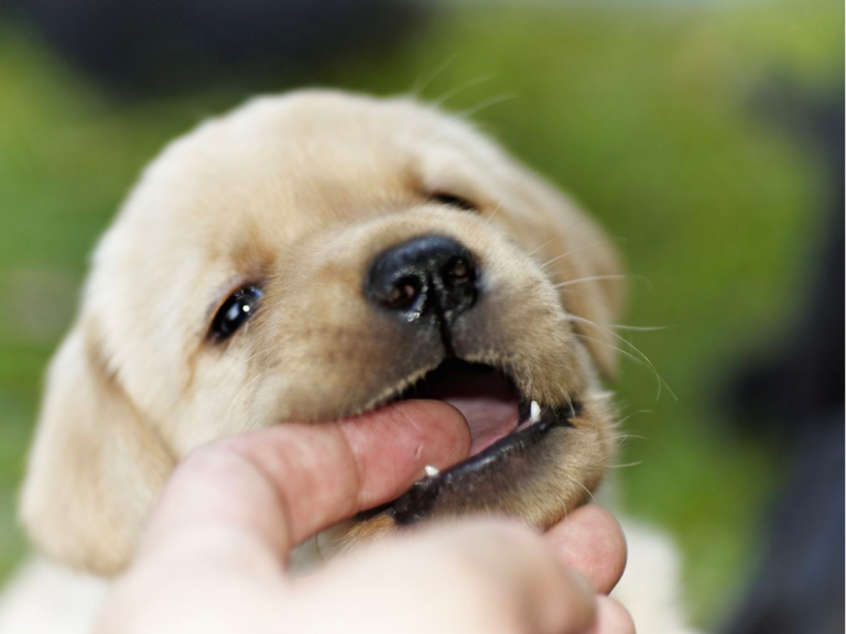 golden retriever puppy biting