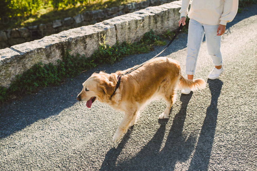 golden retriever walking