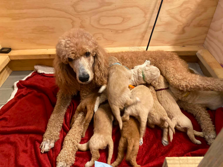 red Goldendoodles Southern California