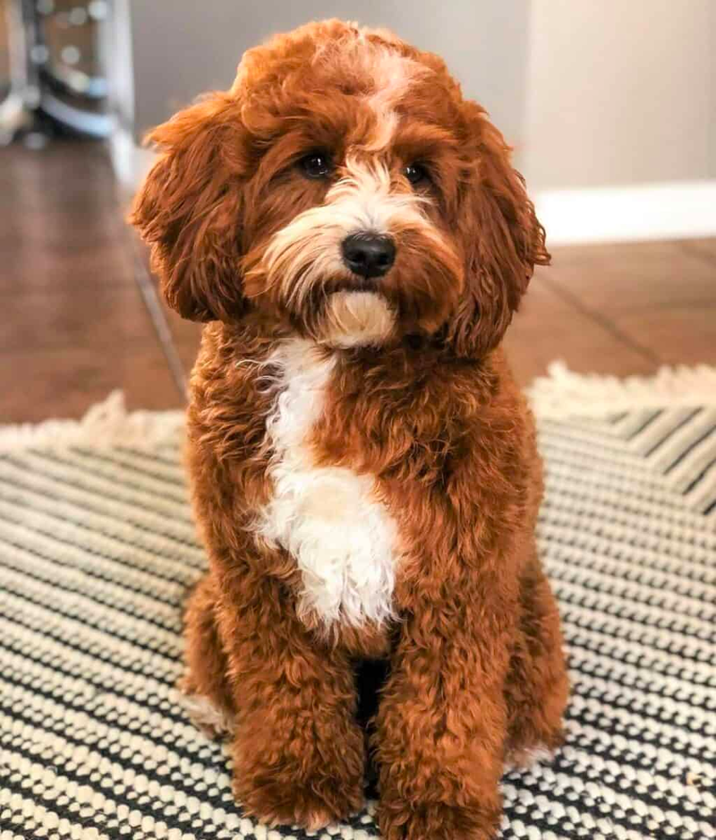 red and white goldendoodle